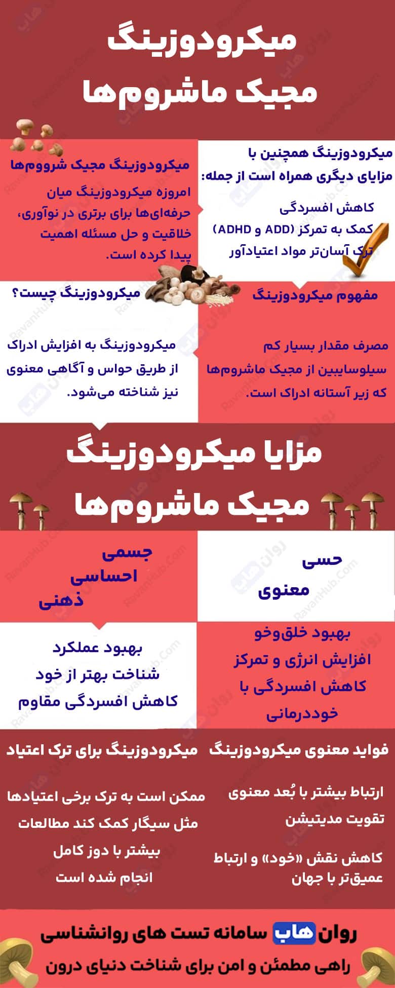 قارچ سیلوسایبین یا مجیک ماشروم از طبیعت تا مغز