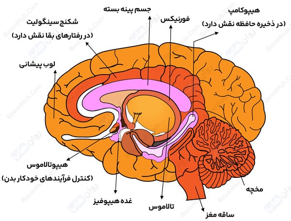 نواحی مغزی مرتبط با حافظه فعال